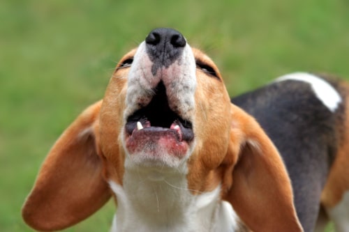 Aboiements de chien: quelles sont les causes ? Comment les diminuer ? Explications d'une comportementaliste pour chiens